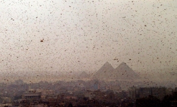Locusts in Giza, Egypt 2004 (Reuters)